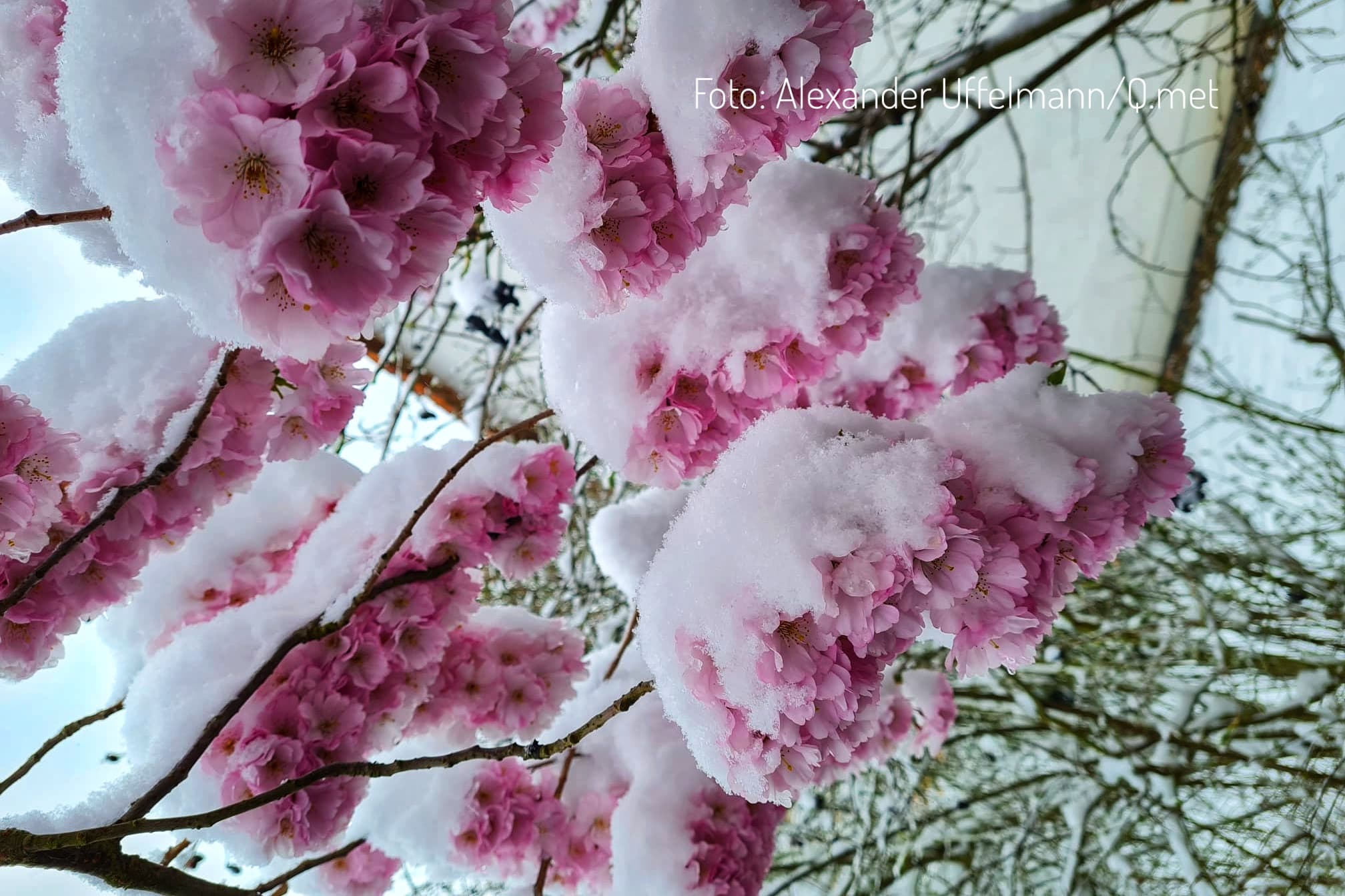 Eisheilige brechen ihr Versprechen – Luftfrost Ende Mai erwartet!