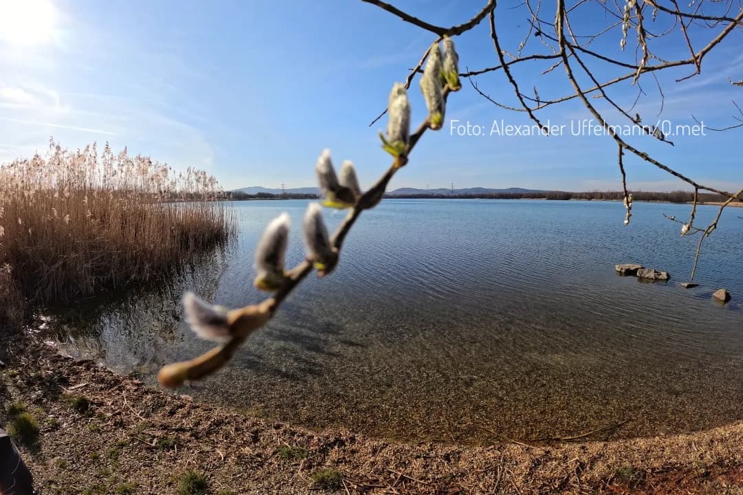 Wie man die Blüte von Pflanzen vorhersagen kann