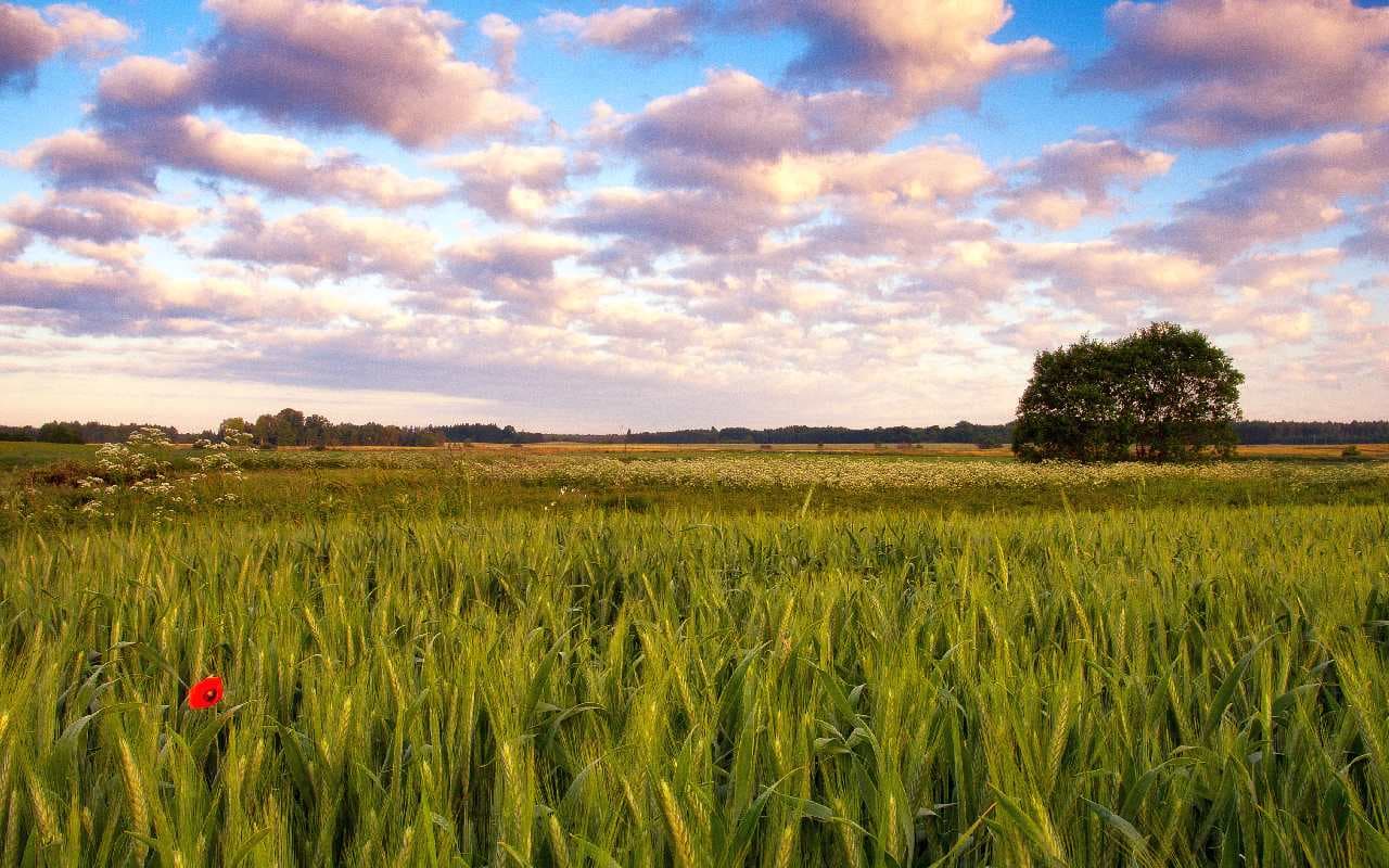 Gewittrige Schauer lassen nach, etwas Abkühlung im Norden