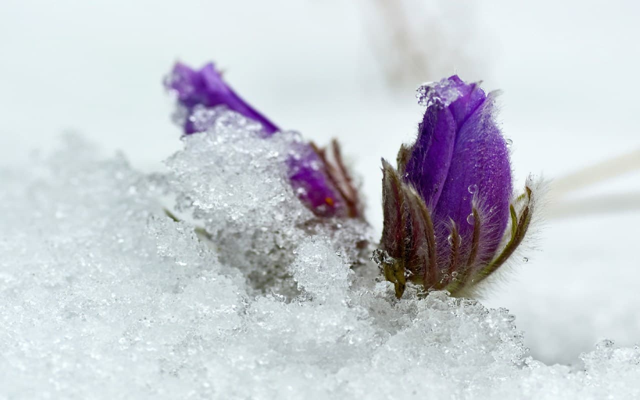 Zwischen Winter und Frühling