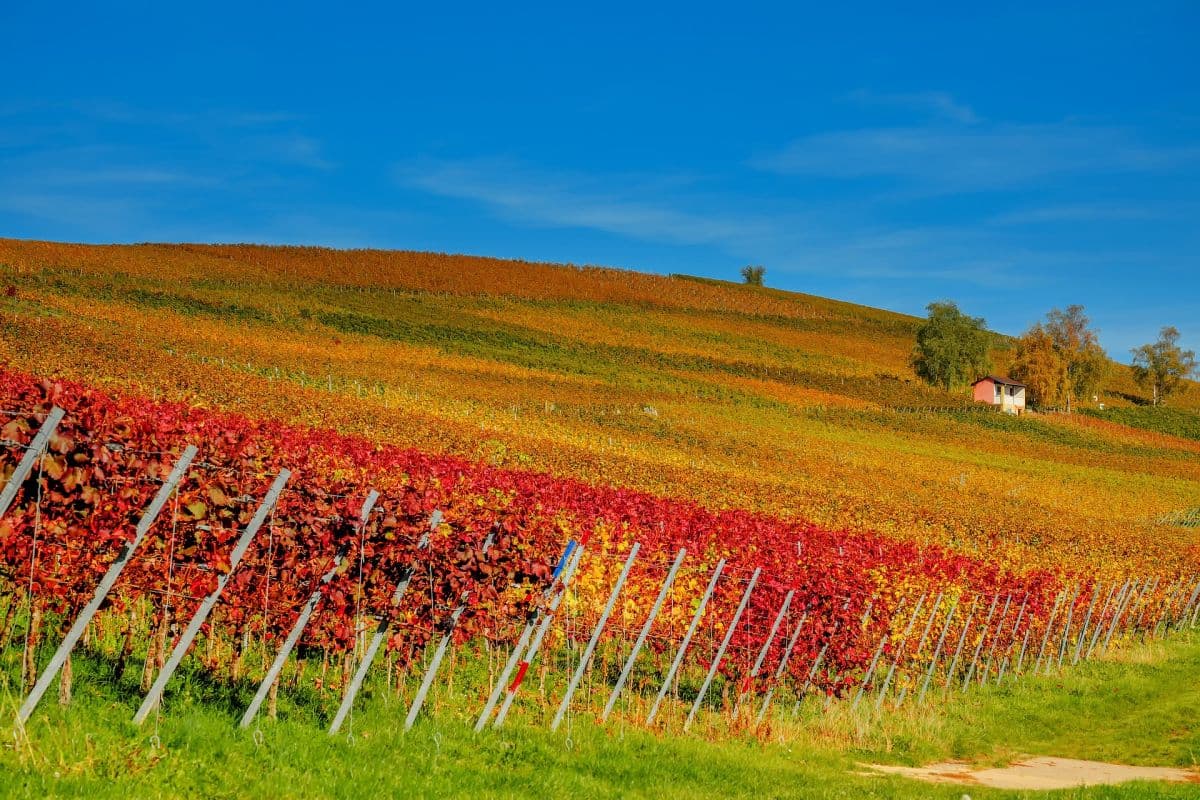 Sommer im Oktober – hier wird es am Wochenende am wärmsten