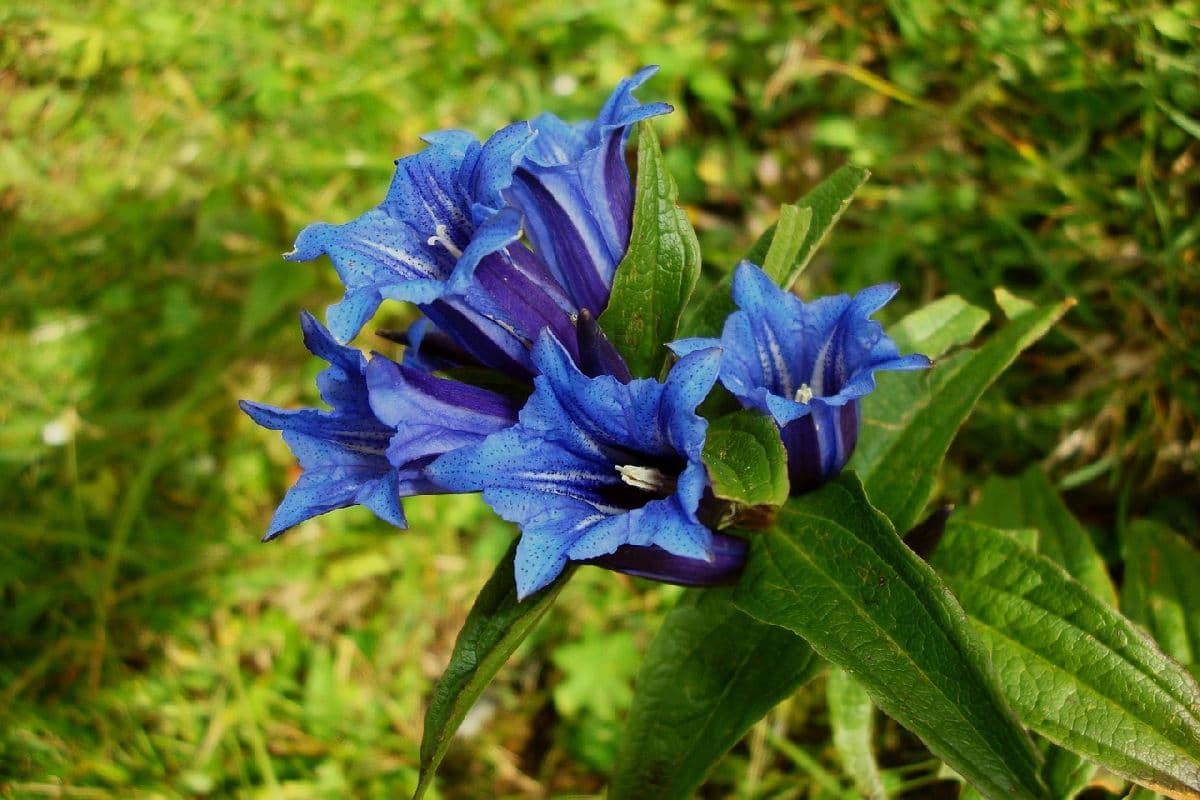 Alpenflora: Gewinner und Verlierer der Erwärmung