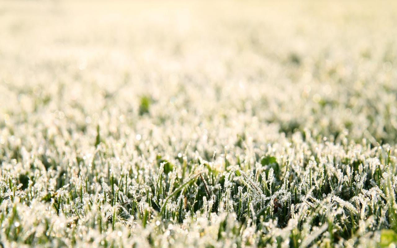 Eiskalt erwischt - jetzt schlägt der Frost zurück