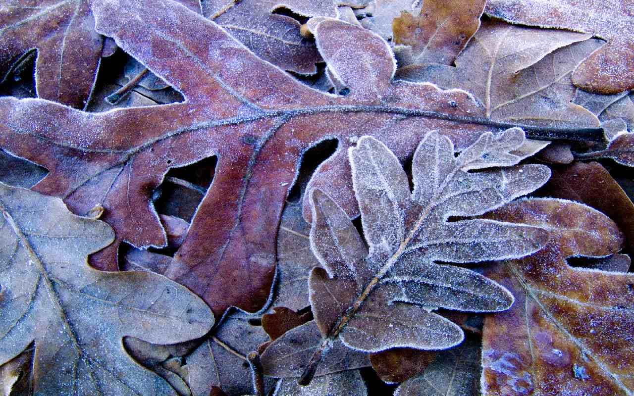 Väterchen Frost und seine Erscheinungen