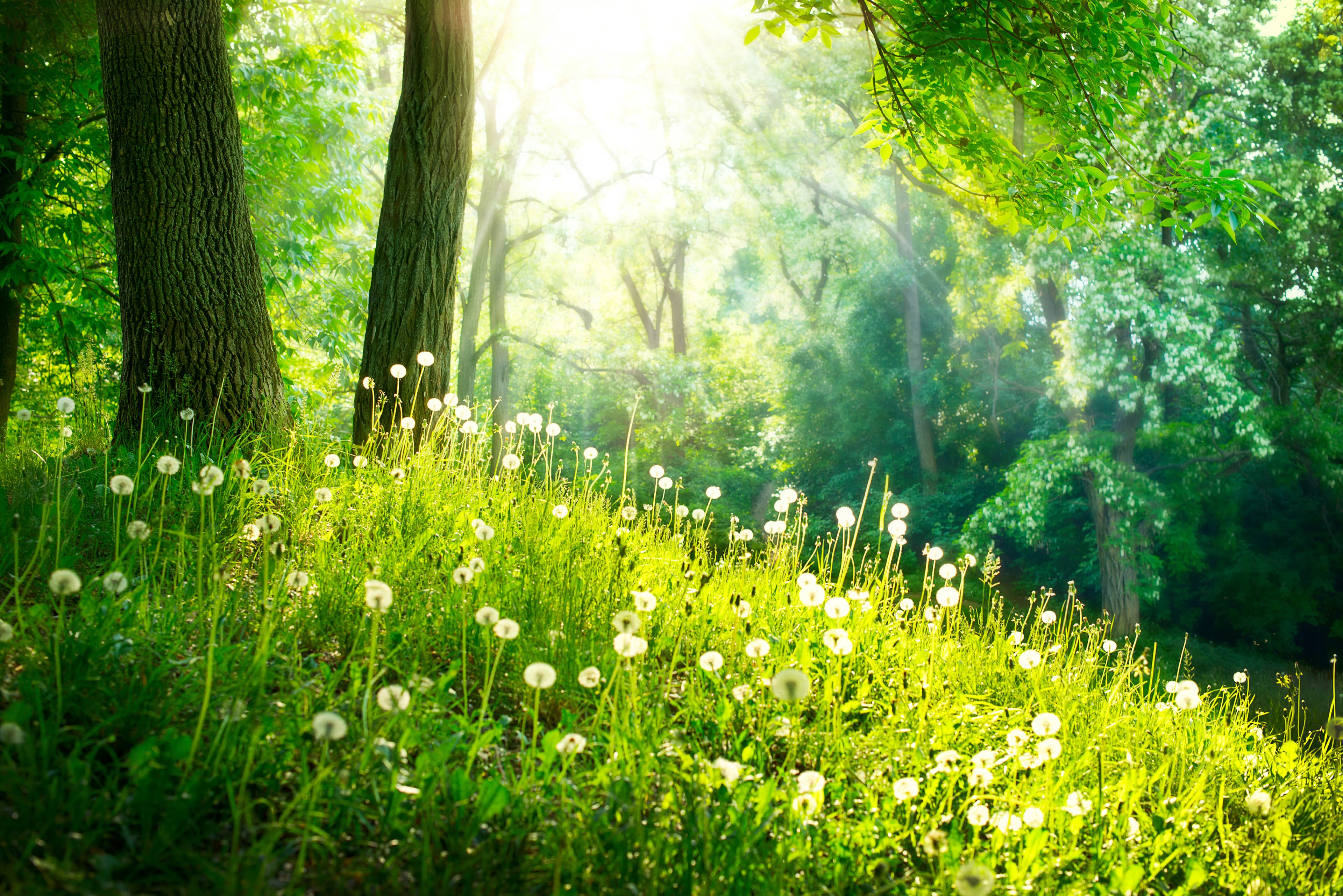 Herrlicher Sonnenschein