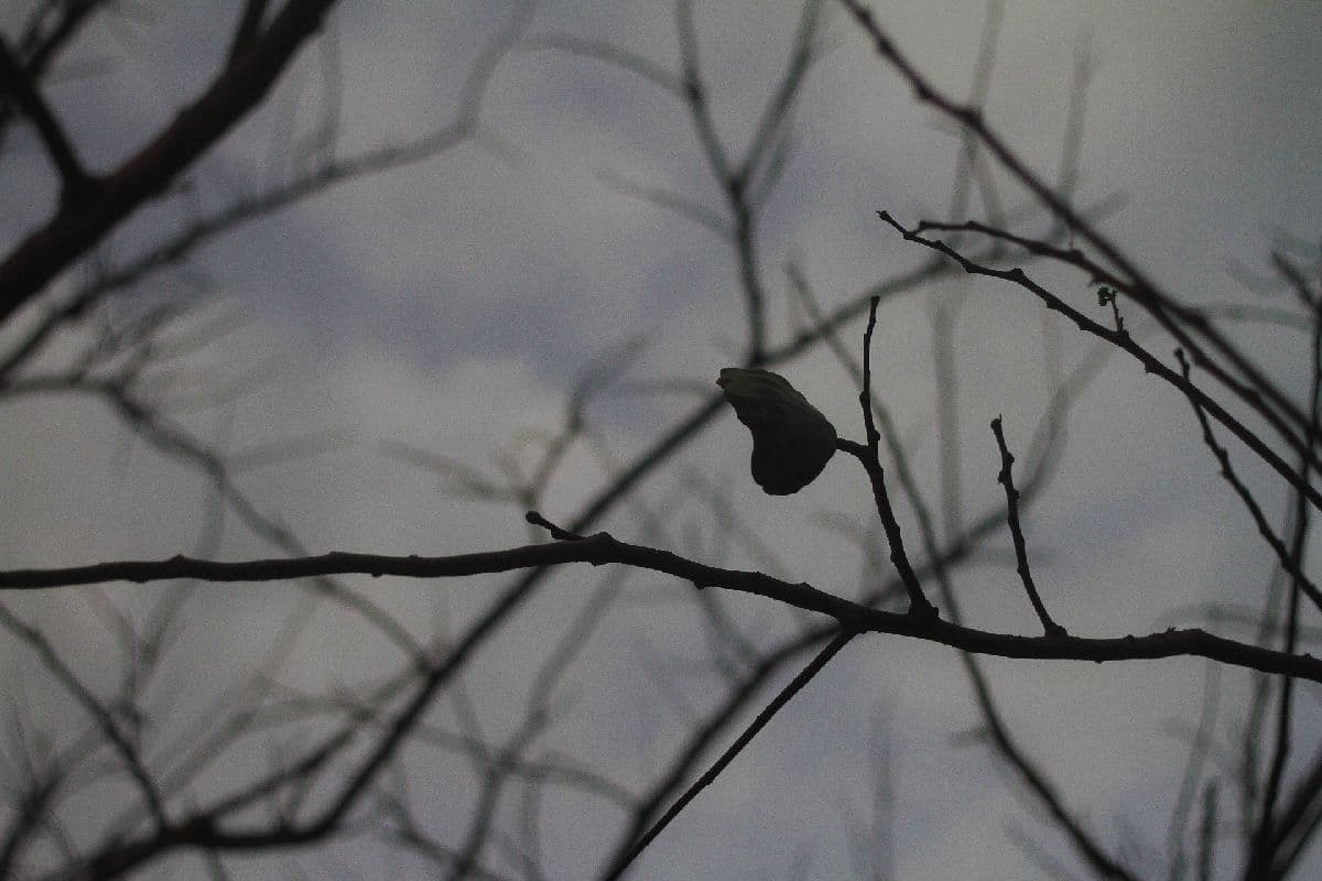 Windig und mild, im Nordosten teils mit Regen