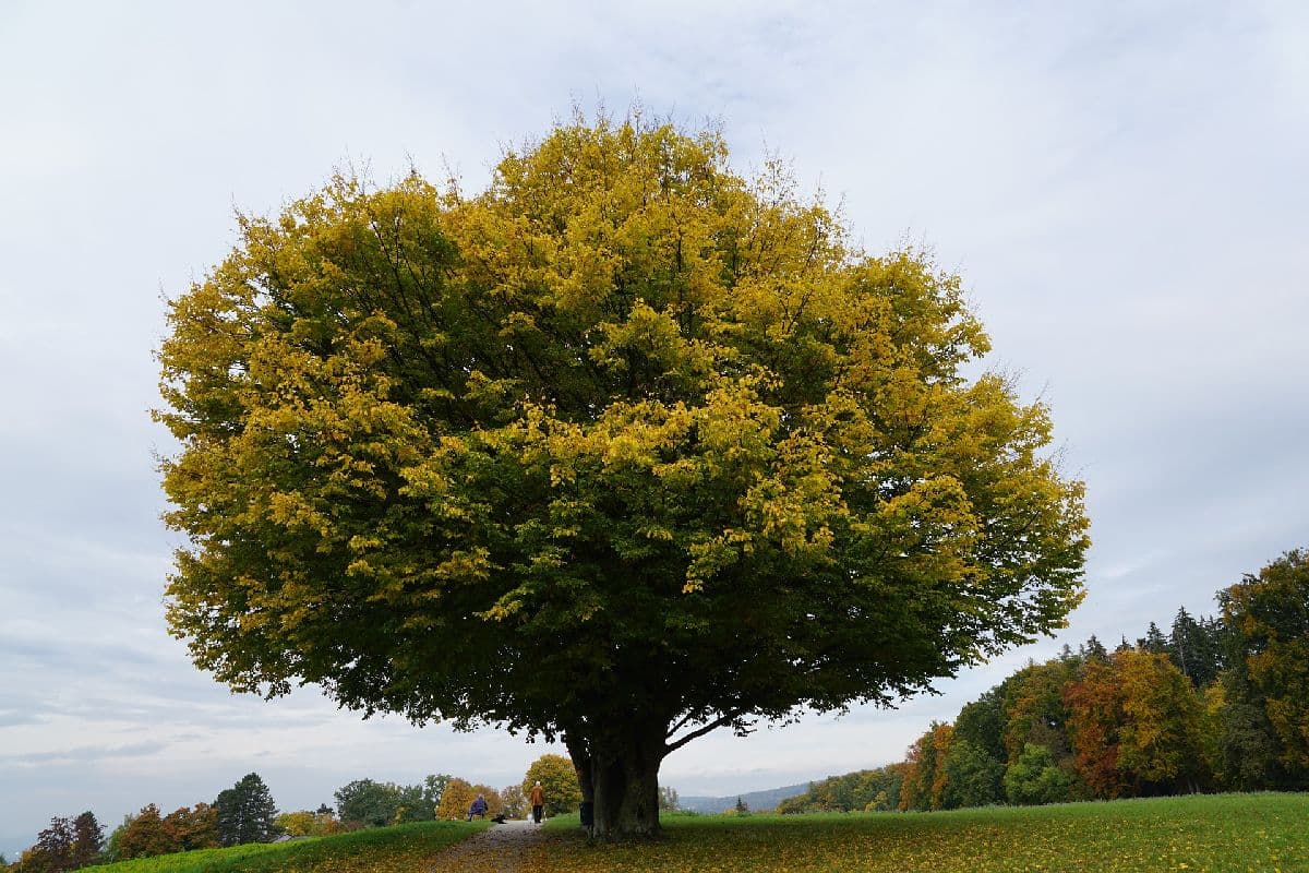 Wetterumschwung kommt – vom Altweibersommer zum Herbst