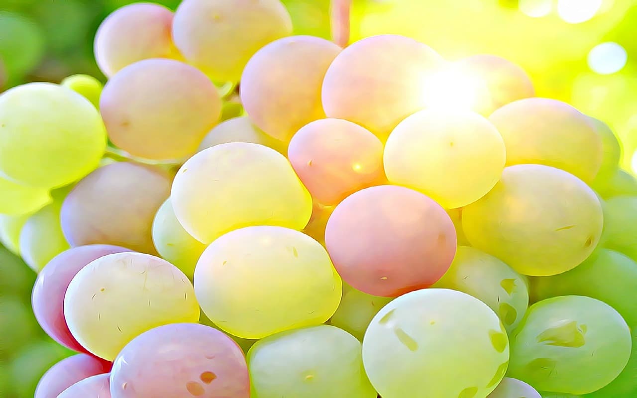 Sommer extrem: Die Weinlese hat begonnen