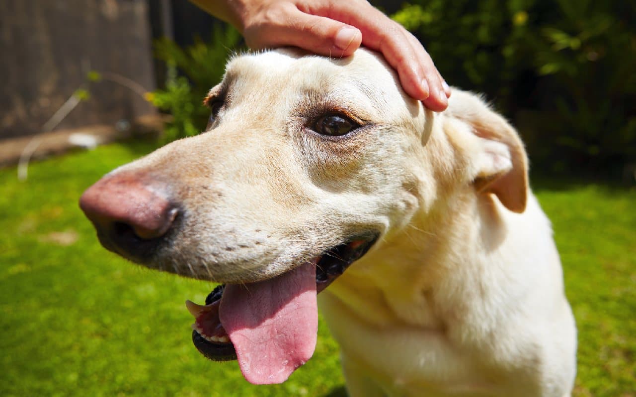 Sommer und Hundstage – quo vadis?