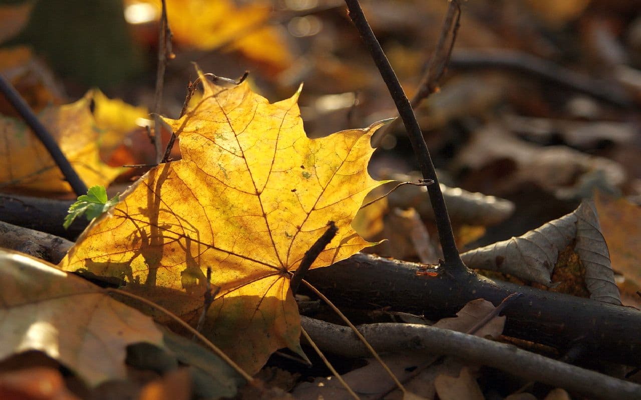 Gartentipps für den Herbst