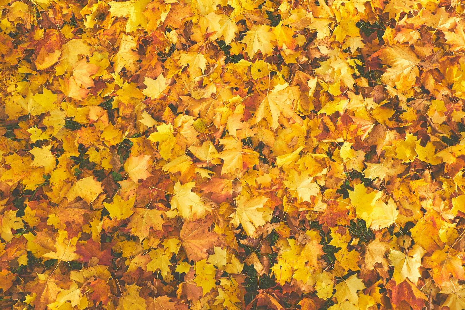 Gefahr chronischer Stress: Wie ein Aufenthalt in der Natur nachweislich den Stresspegel senkt!