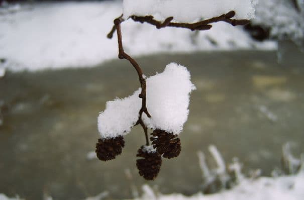 Winterluft bleibt hartnäckig