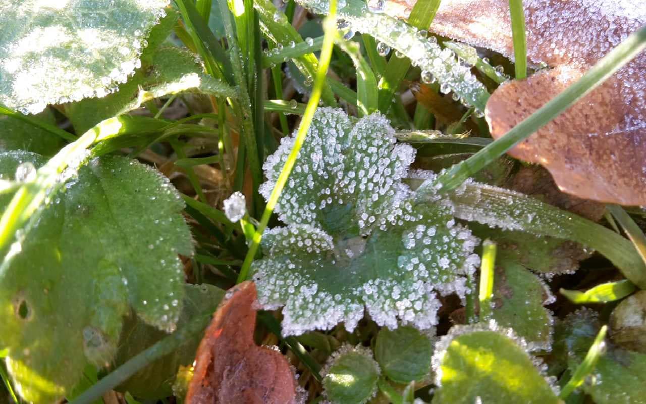 Nachtfrostgefahr lebt wieder auf