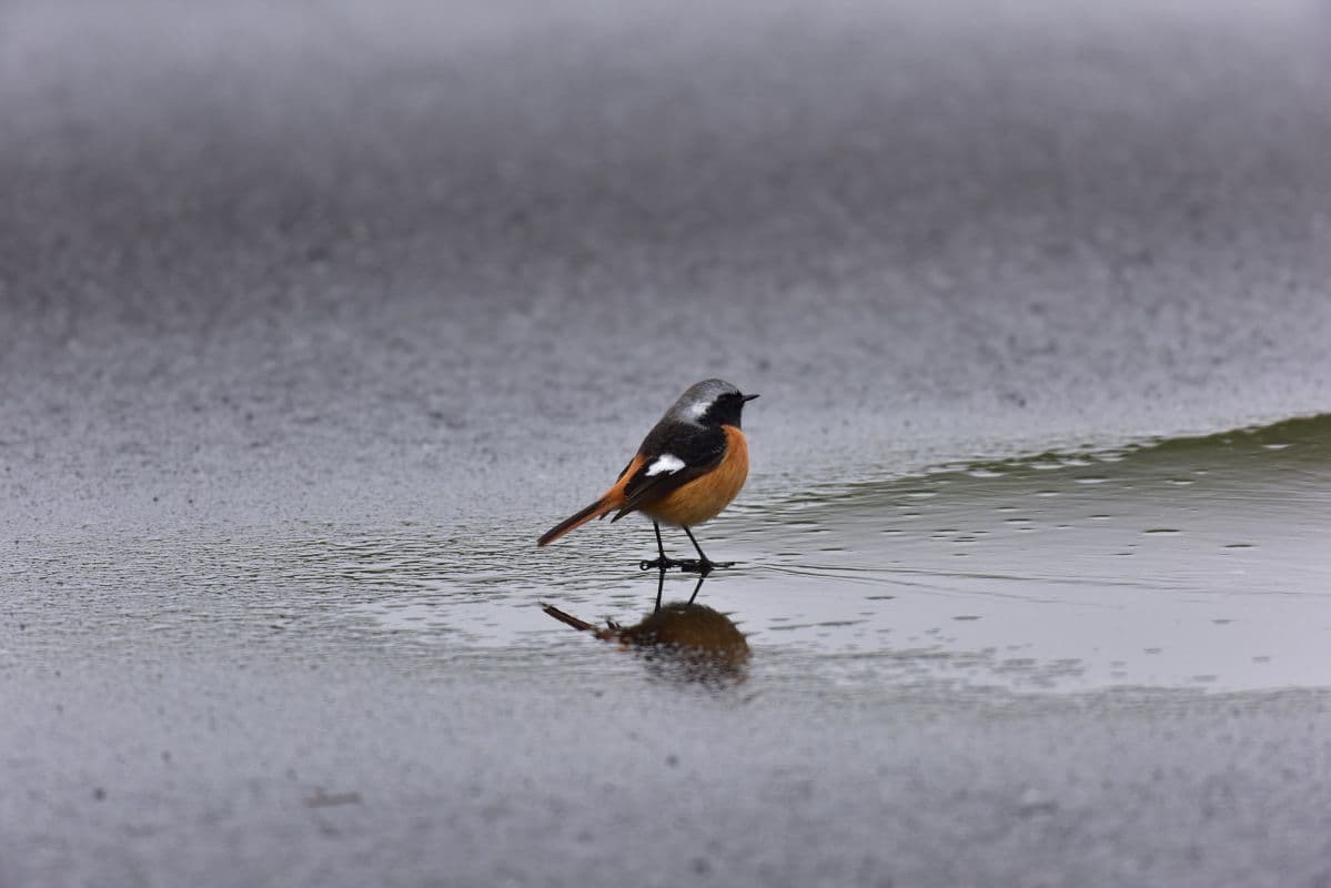 Winterpause in dieser Woche – Erstmal kein Schnee-Nachschub
