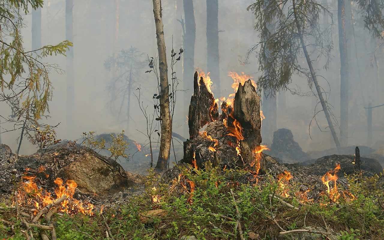 Waldbrände in Brandenburg unter Kontrolle