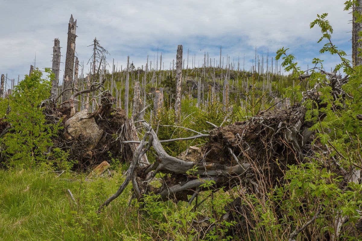 Deutsche Wälder im Trockenstress