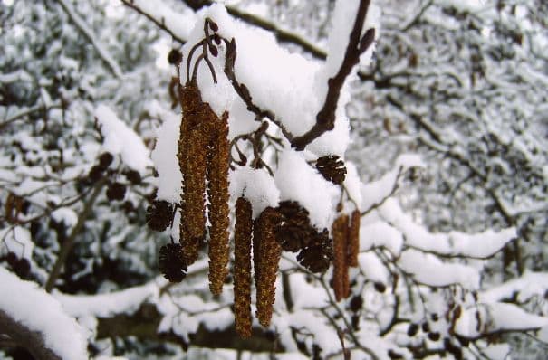 Winter von Dauer?