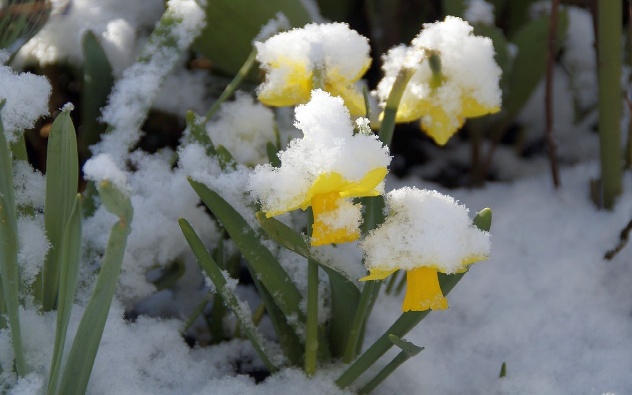 b2ap3_large_fruehling_schnee_osterglocken.jpg