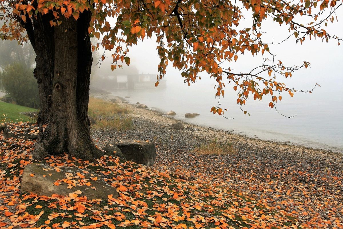 Erst Herbstwetter mit Regen  ab Wochenmitte Sonne Nebel Mix