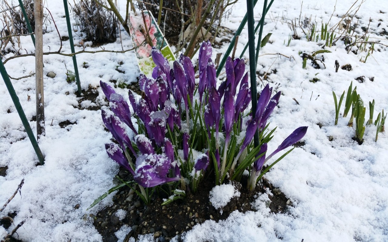 Wann startet der Märzwinter?