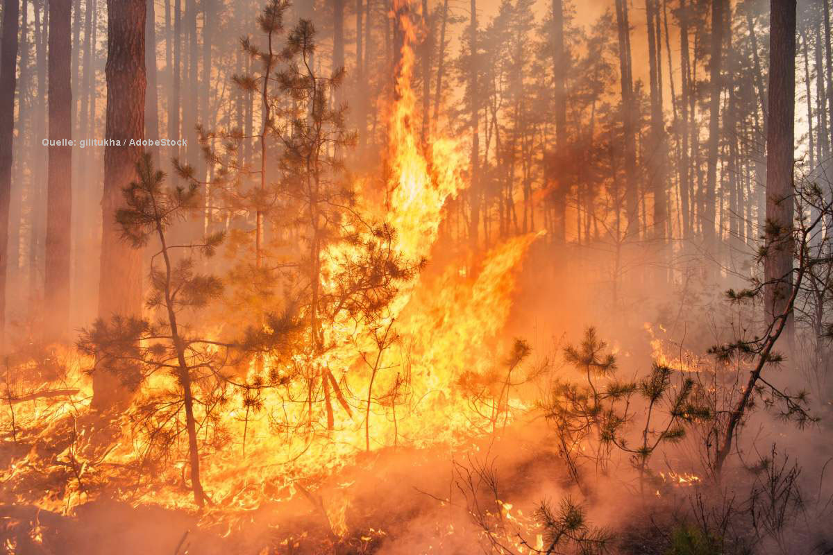 Argentina: Incendios forestales en calor extremo