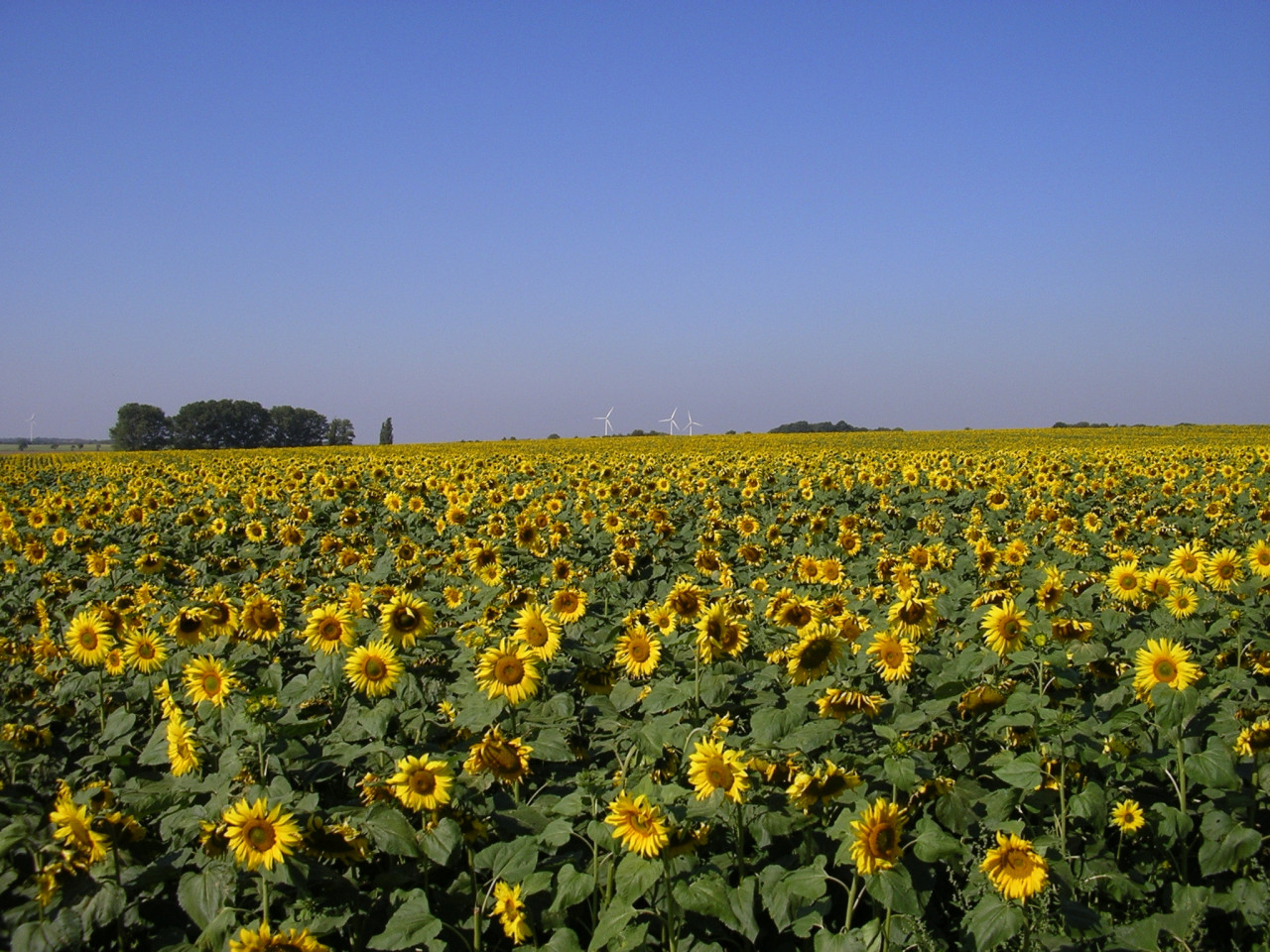 Wie wird der Sommer 2022?
