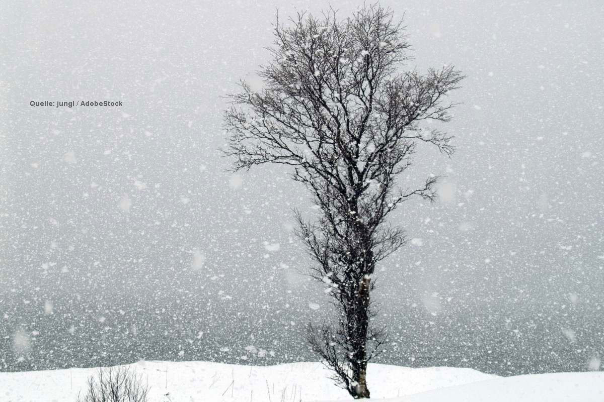 Идет снег по английски. Суровая зима. Мёртвое дерево зимой. Falling Snow. თოვლი Snow.